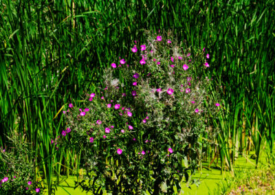 Spring flowers