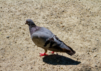 Pigeon patrol