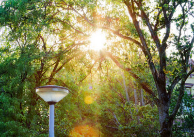 Sunset in the park