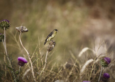 Bird 03