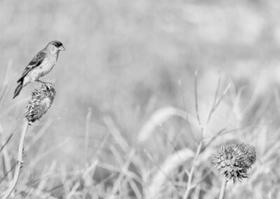Bird-01