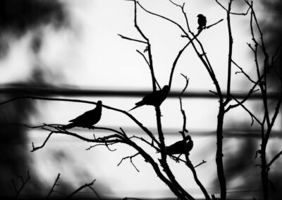Bird 08