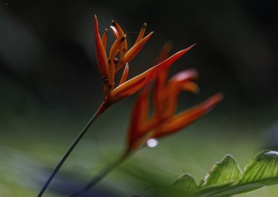 Aburi Botanical Garden