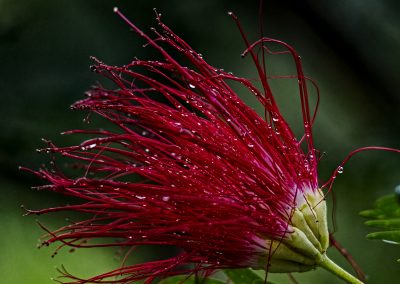 Aburi Botanical Garden