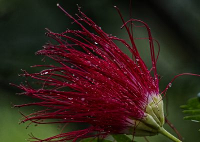 Aburi Botanical Garden