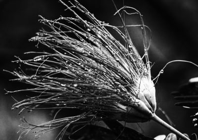 Aburi Botanical Garden