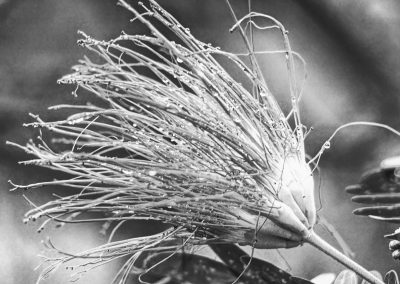 Aburi Botanical Garden