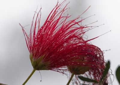 Aburi gardens, Accra, Ghana
