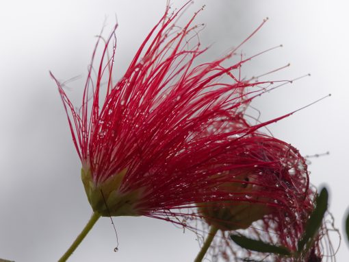 Aburi gardens, Accra, Ghana