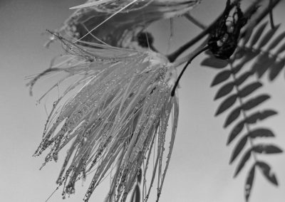 Aburi Botanical Garden