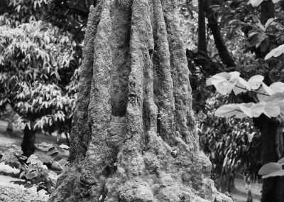 Aburi Botanical Garden