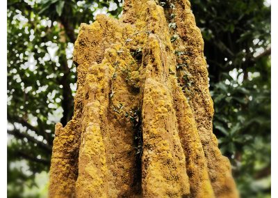 Aburi Botanical Garden