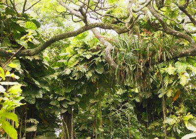 Aburi Botanical Garden