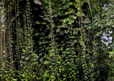 Aburi Botanical Garden