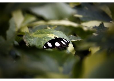 Aburi Botanical Garden