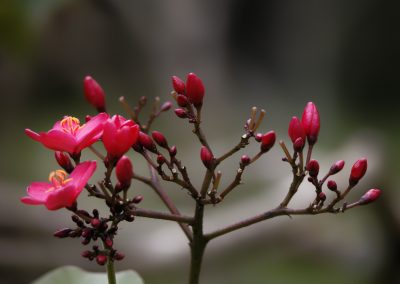 Aburi Botanical Garden