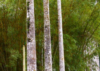 Aburi Botanical Garden