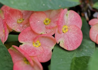 Aburi Botanical Garden