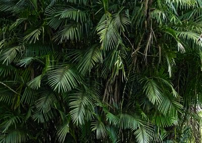 Aburi Botanical Garden