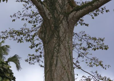 Aburi Botanical Garden