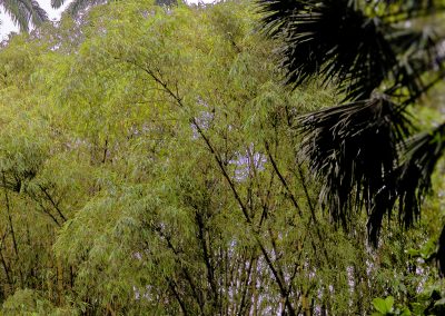 Aburi Botanical Garden
