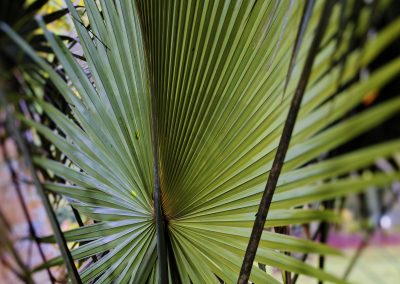 Aburi Botanical Garden