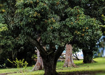 Aburi Botanical Garden