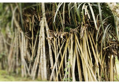 Aburi Botanical Garden